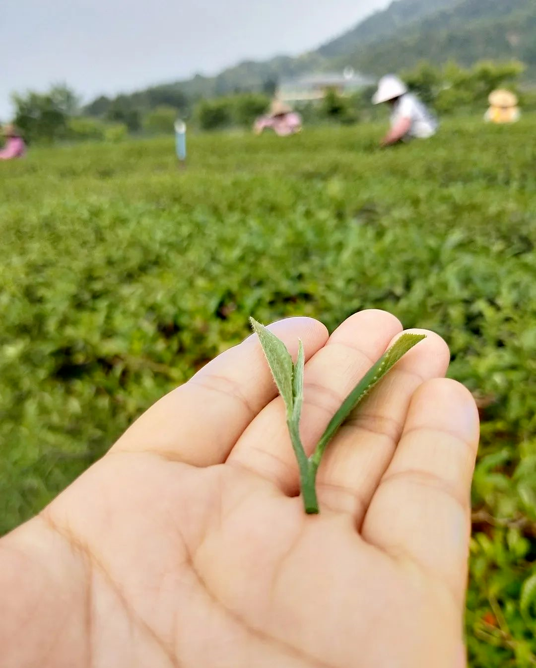 给世界一杯好茶(图31)