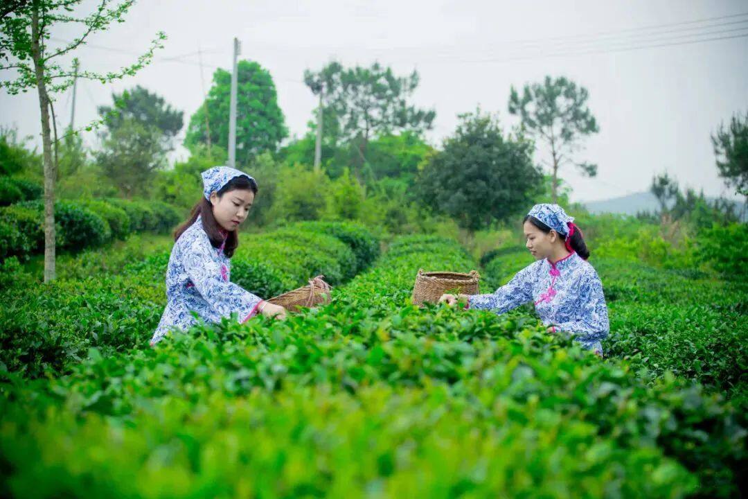 给世界一杯好茶(图32)