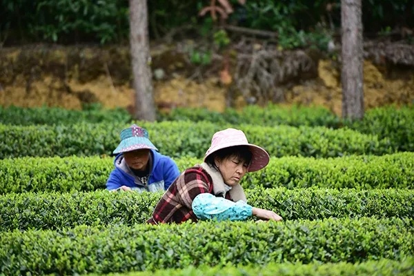 百年传承泛茶的历史底色