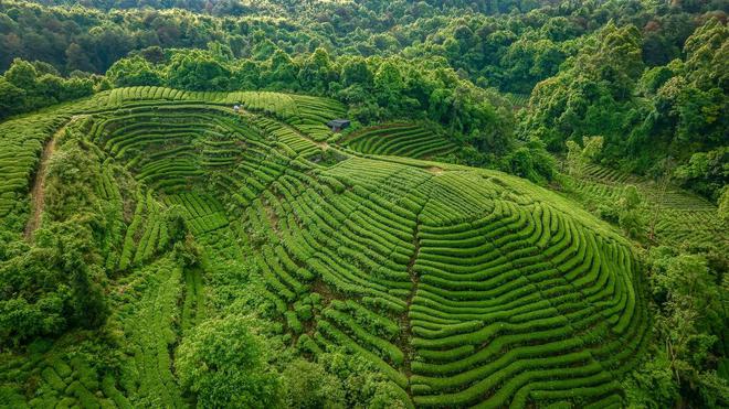 全国首款“蒲江雀舌”茶叶真牛(图3)