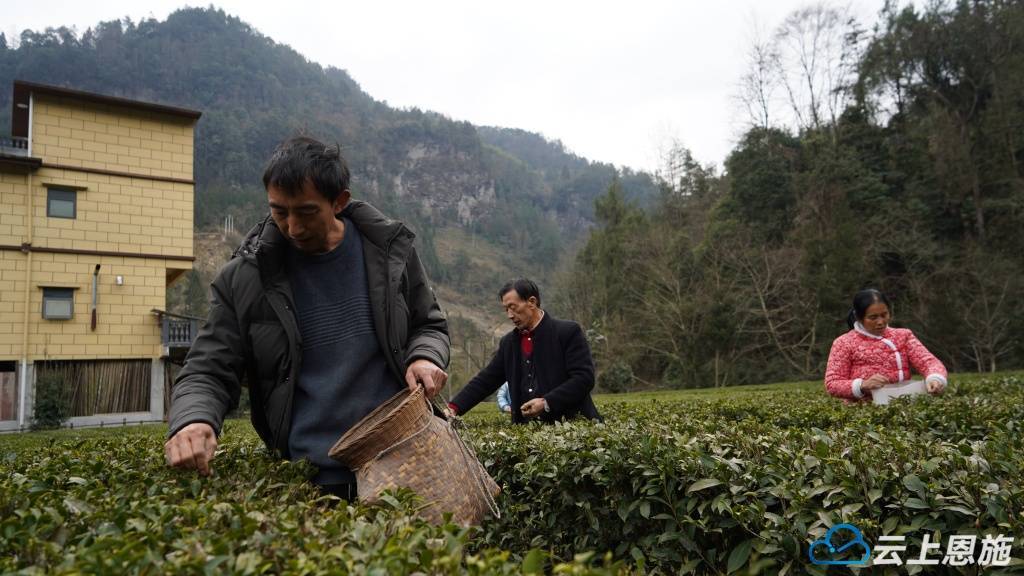 jbo竞博网址元宵品新茶 利川沙溪第一茬春茶抢“鲜”上市 开启春日茶香盛宴(图1)