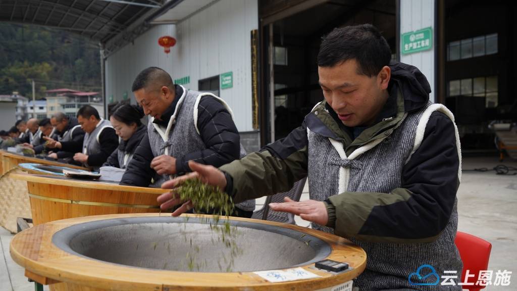 jbo竞博网址元宵品新茶 利川沙溪第一茬春茶抢“鲜”上市 开启春日茶香盛宴(图4)